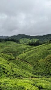 Coonoor mist