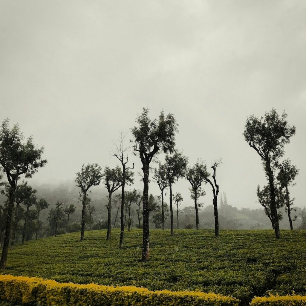 Misty tea estates, Valparai