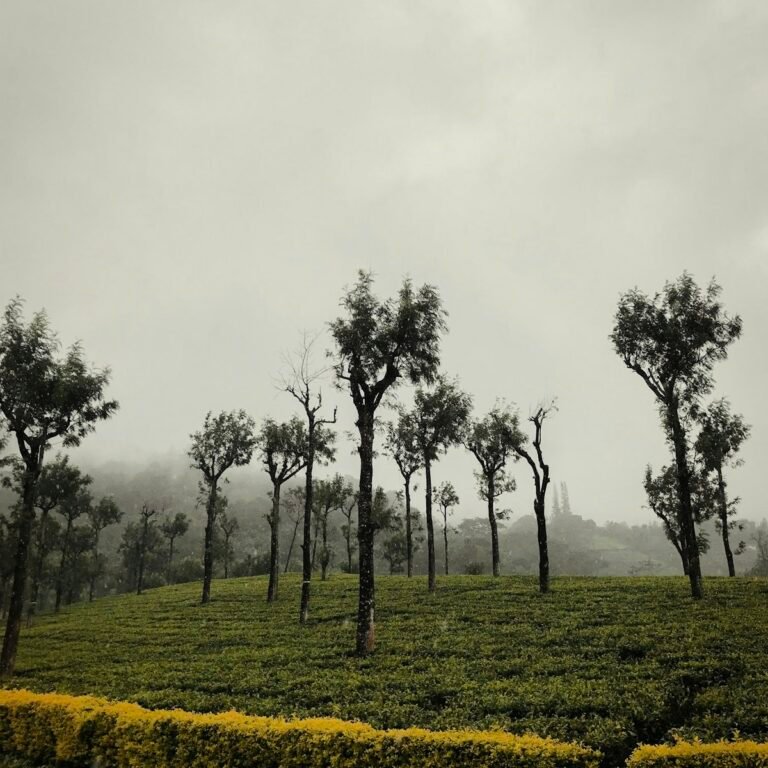 Misty tea estates, Valparai